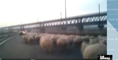 CaN România: Autostrăzi cu 300 de oi