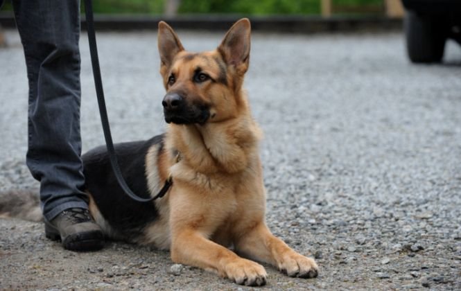 Misiune îndeplinită pentru un câine poliţist. A salvat o bâtrână de 74 de ani