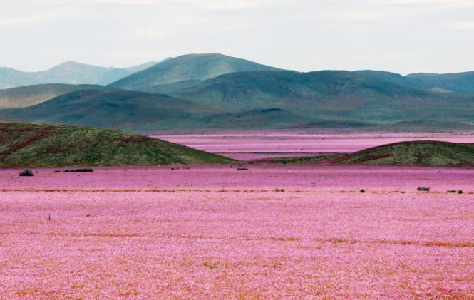 Minune naturală: Una dintre cele mai aride zone de pe glob a fost acoperită de un imens covor de flori