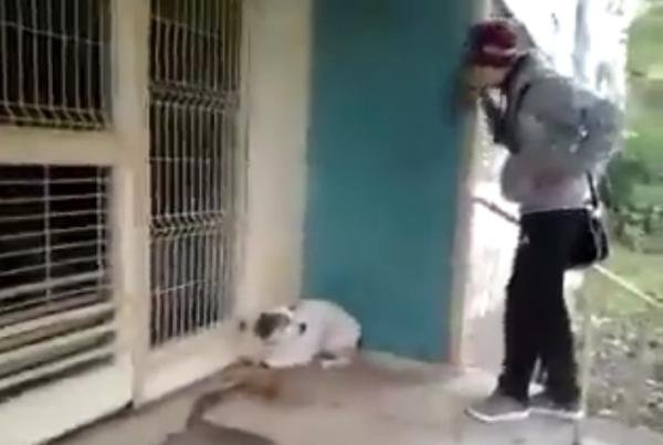 Cum îşi bat joc doi tineri români de un câine maidanez. VIDEO scandalos