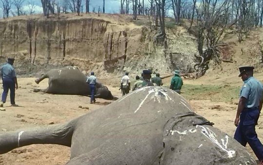 Cruzime inimaginabilă! Zeci de elefanţi au fost ucişi chiar de către cei care trebuiau să îi protejeze