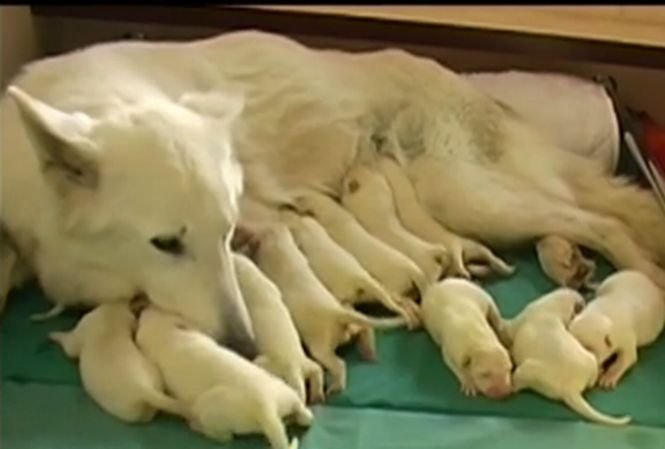 Record canin în România. O căţeluşă a adus pe lume 14 pui