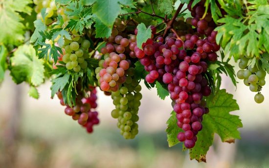 Veşti bune pentru băutorii de vin. Viile vor supravieţui schimbărilor climatice 