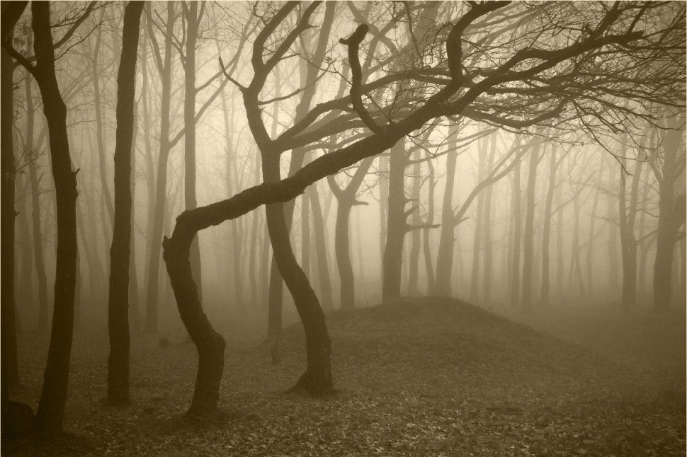Pădure din România, considerată cel mai înfricoşător loc de pe Pământ