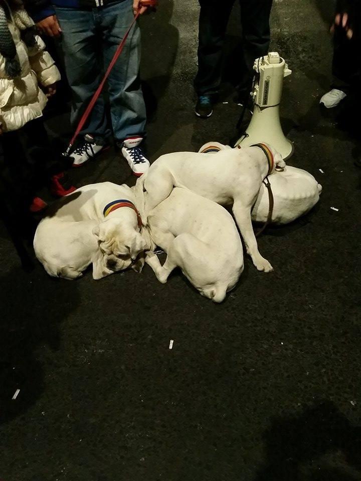 Sute de oameni s-au adunat la Club Colectiv. Moment de reculegere în memoria celor 41 de victime 340873