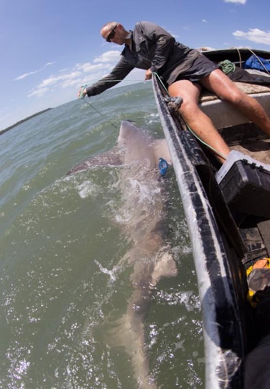 Cel mai rar rechin din lume a fost văzut. FOTO 341733