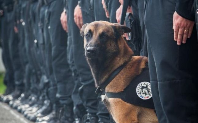 A murit ca un erou! Diesel, câinele-poliţist care a murit azi în timpul operaţiunii anti-tero de la Paris