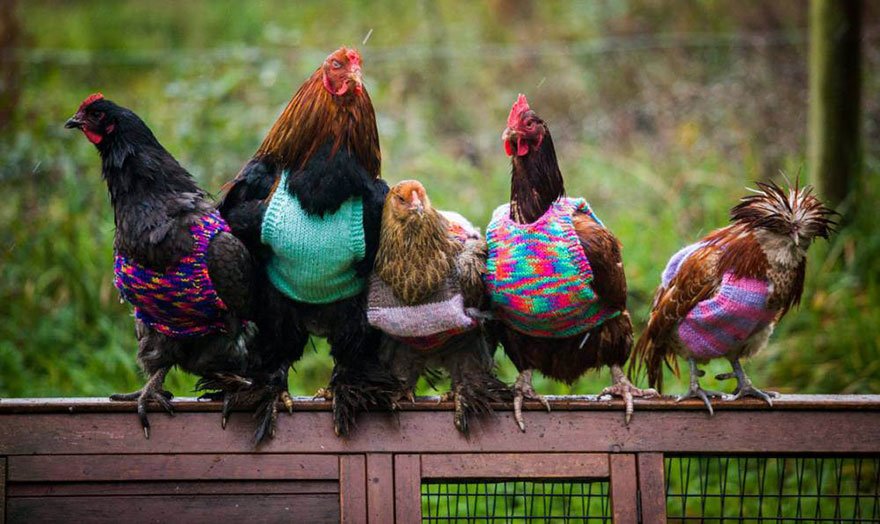 Găini moţate şi îmbrăcate în haine colorate