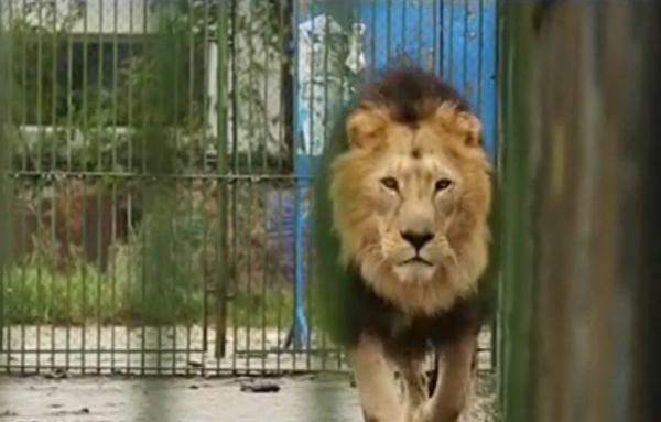 Woman bitten by lion in bailiff's backyard zoo