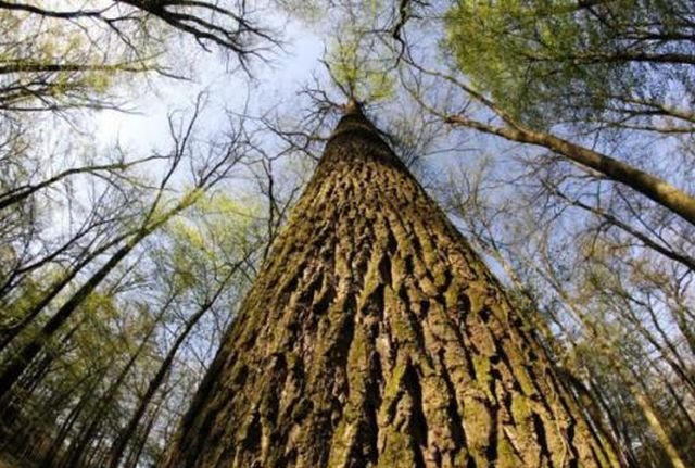 Ţara care interzice tăierea arborilor timp de zece ani, pentru a proteja pădurile 