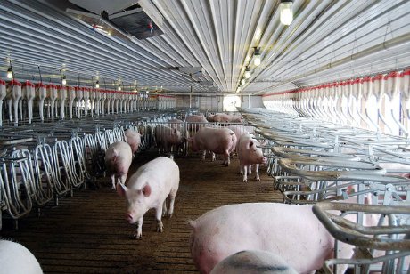 Alertă. Pesta porcină africană a ajuns la graniţele României