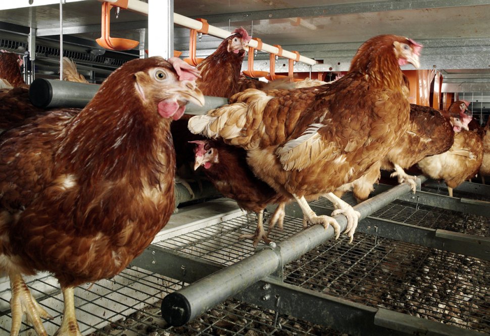 Revine gripa aviară. Primul caz după 8 ani
