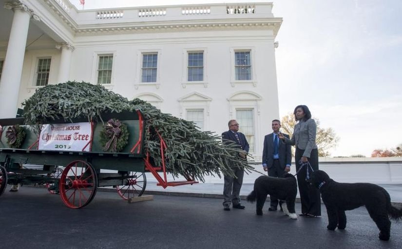 Bradul oficial de Crăciun a ajuns la Casa Albă