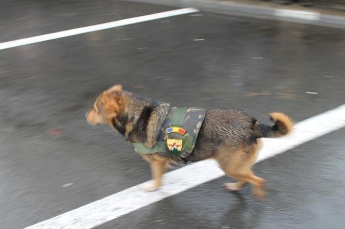 Bobiţa, câinele de trupă al militarilor bistriţeni, a făcut senzaţie cu uniforma de paradă - VIDEO 