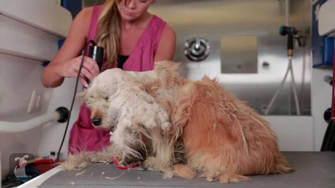 Tunsoarea care a salvat viața acestui câine. Povestea lui te va impresiona 346470