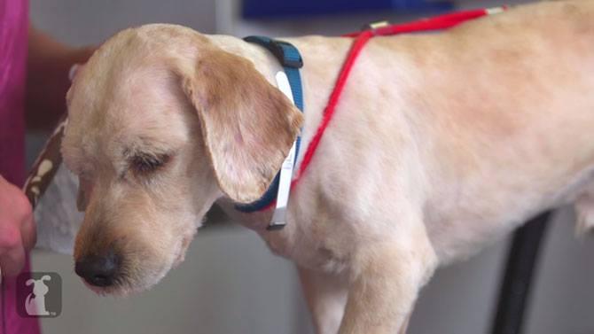 Tunsoarea care a salvat viața acestui câine. Povestea lui te va impresiona 346471