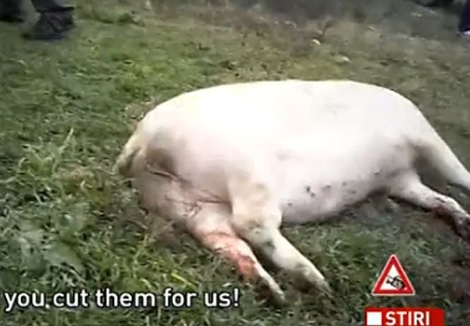It's tough being a pig in Romania these days