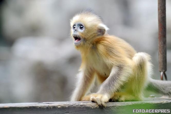 „Planeta maimuţelor”, caz real. Cum au omorât primatele un călugăr