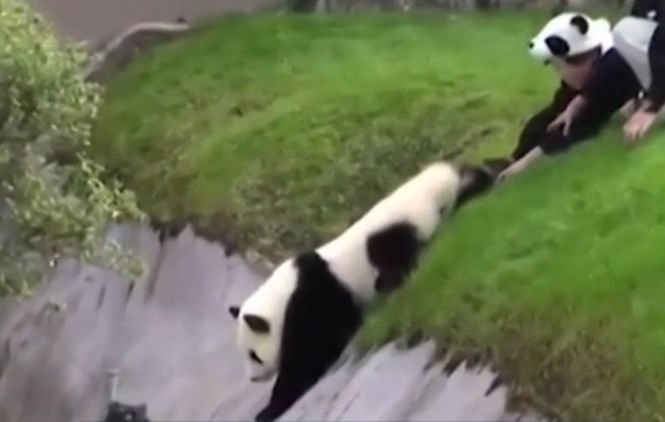 Un panda cu personalitate. Cum le-a dat de furcă îngrijitorilor de la grădina zoologică