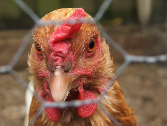 Noi cazuri de gripă aviară în Franța 