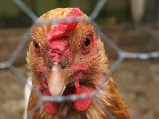 Autoritățile franceze sunt în alertă. Au descoperit două noi cazuri de gripă aviară