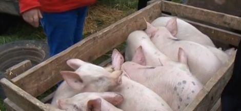 Început prost de decembrie pentru fermierii români. Porcii stau bibelou în târguri