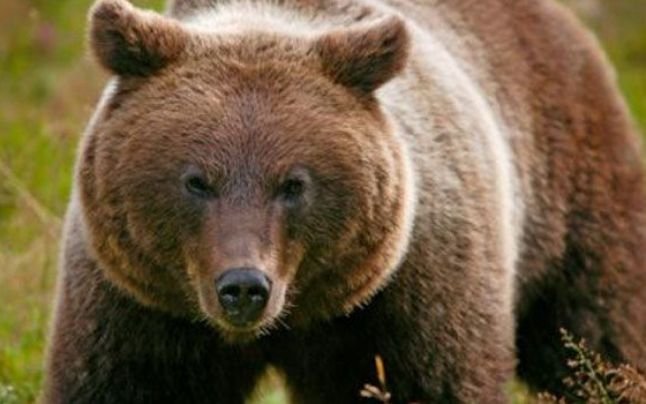 Un urs a ajuns pe ulițele unei localități din Bacău