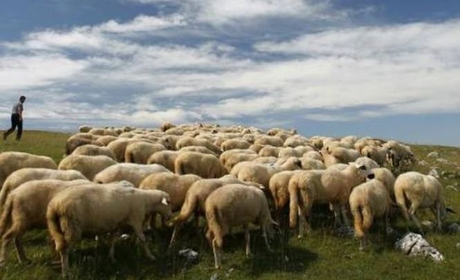 Ce spune şeful comisiei de agricultură din Senat despre protestul crescătorilor de oi