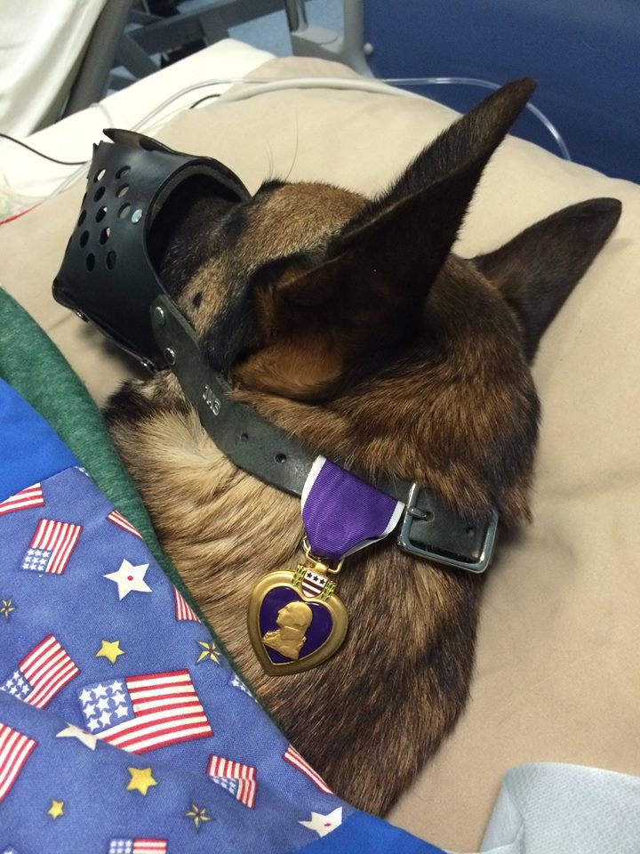 Răniți în Afganistan, un militar și câinele lui sunt nedespărțiți și în spital 