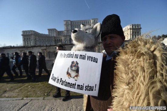 Angry shepherds protest legislative droppings