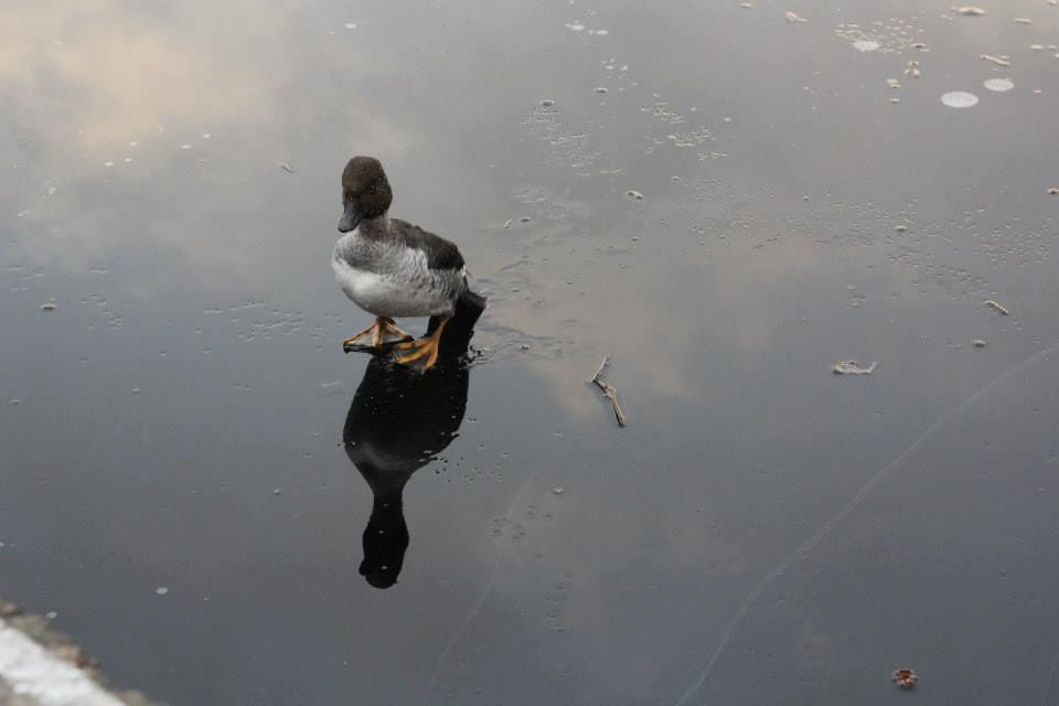 Nu mulți oameni ar fi făcut asta. Se plimba pe marginea unui lac aproape înghețat, când a văzut ceva care l-a făcut să sară în apă  349450