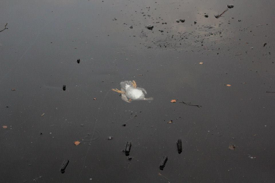 Nu mulți oameni ar fi făcut asta. Se plimba pe marginea unui lac aproape înghețat, când a văzut ceva care l-a făcut să sară în apă  349451