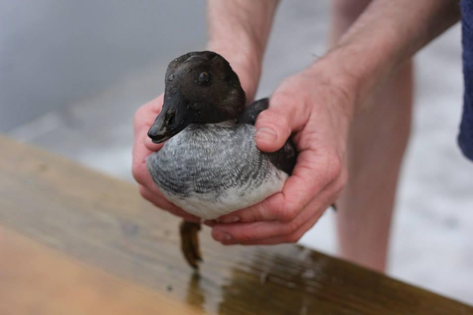 Nu mulți oameni ar fi făcut asta. Se plimba pe marginea unui lac aproape înghețat, când a văzut ceva care l-a făcut să sară în apă  349454