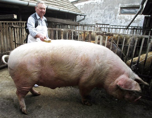 Porc de 150 de kilograme, pârlit cu acord de la ISU