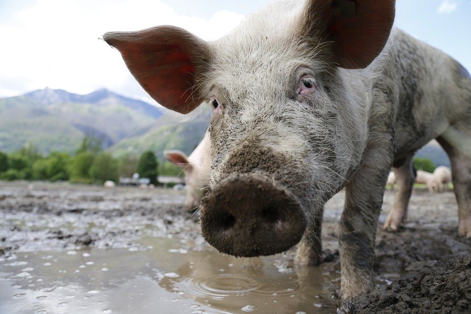 Românii continuă tradiţia cu sacrificarea porcilor, în ciuda normelor europene