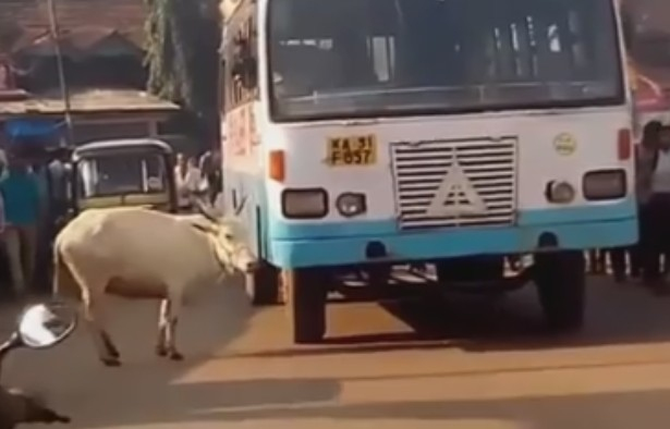 În fiecare zi, această vacă revine în acelaşi loc şi face un gest cutremurător - VIDEO