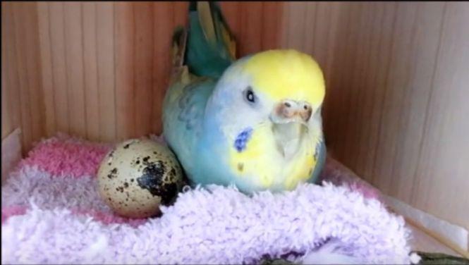 Un papagal a adoptat un ou de la supermarket. Incredibil ce a urmat