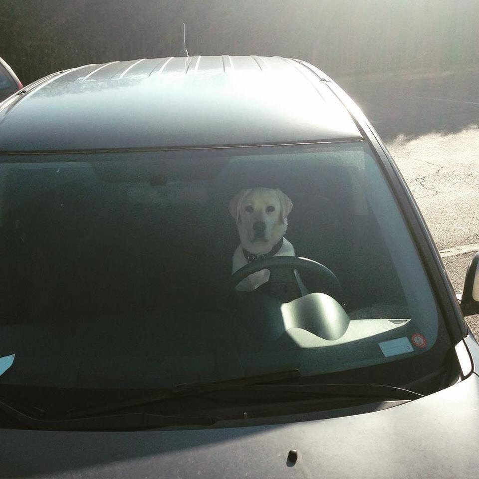 Cum arată noul șofer al Andreei Bălan 350986