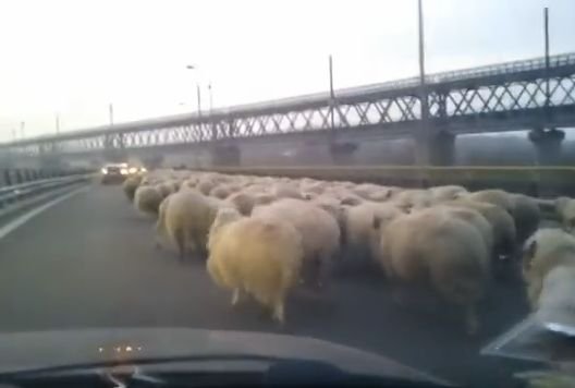 Turmă de oi pe Autostrada Soarelui. Sute de ovine au încurcat traficul pe podul de la Feteşti