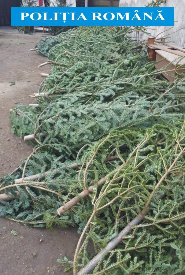 Brazi tăiați și abandonați pe străzile din Cluj 351128