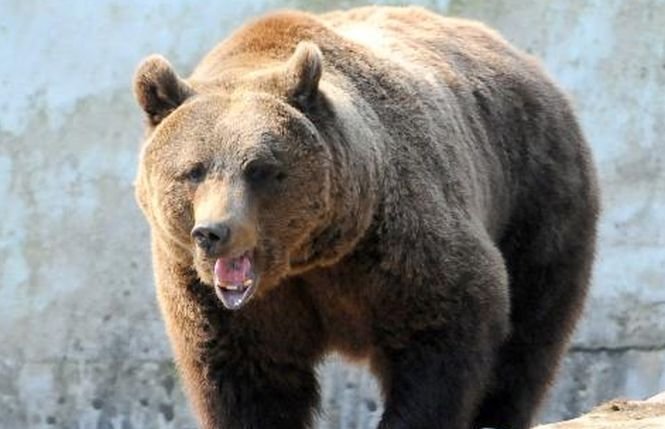 Ce s-a întâmplat cu ursul care a ieșit la plimbare pe străzile din Ploiești