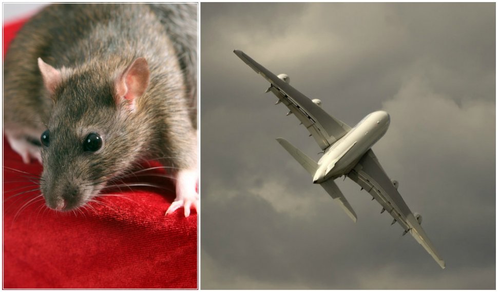 Teama de șobolani a întors din drum un avion care zbura spre Londra