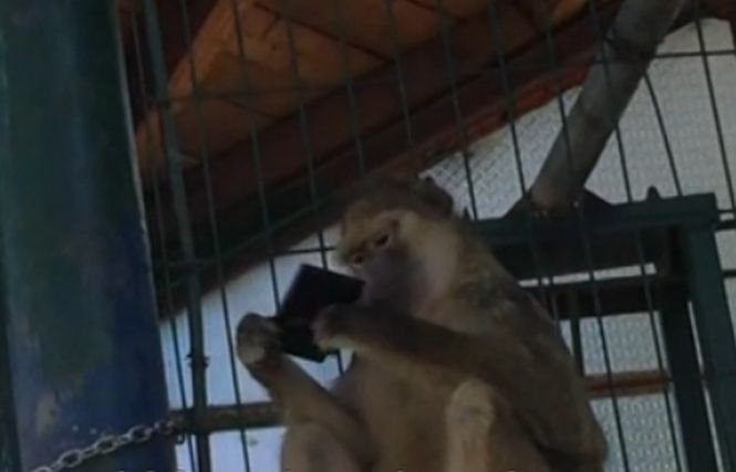 O maimuţă din Braşov şi-a luat smartphone