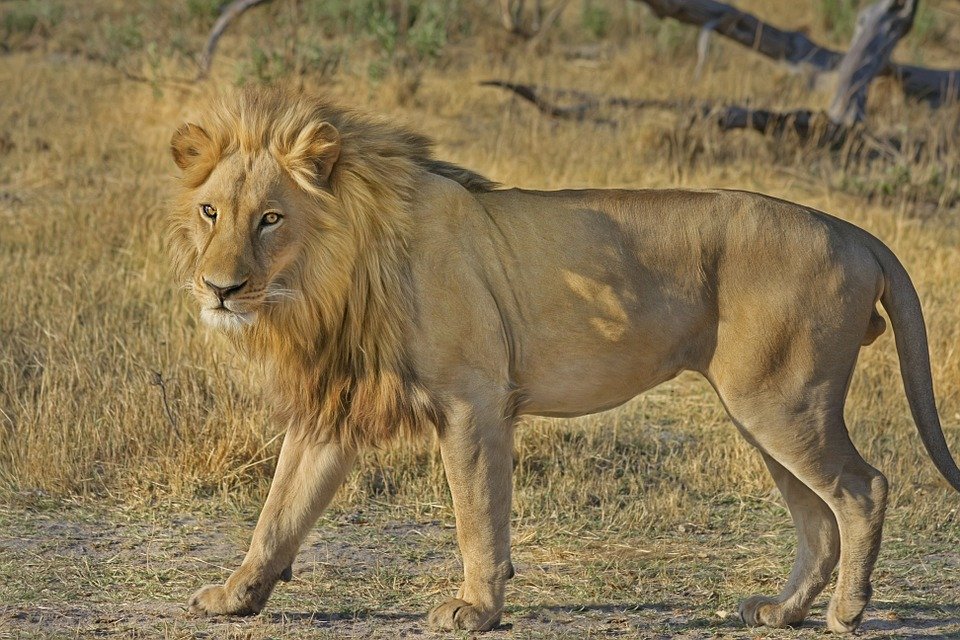 O companie de safari a organizat o tombolă unde câştigătorul are ocazia să ucidă un leu