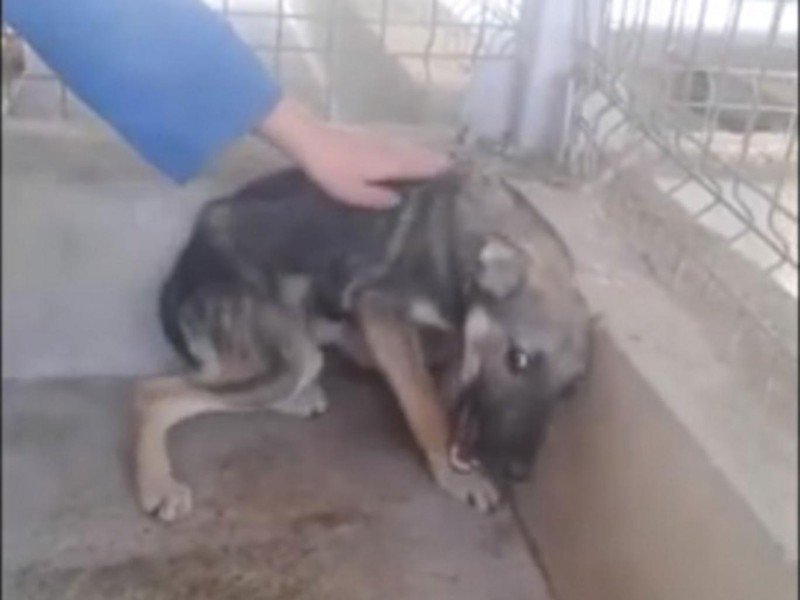Un câine abuzat în România a devenit vedetă în presa internaţională. Momentul emoţionant în care acesta este mângâiat pentru prima oară