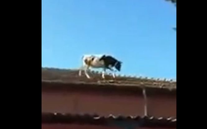 O vacă s-a plimbat nestingherită pe un acoperiș. Ce a pățit animalul, sub privirile uimite ale stăpânului său