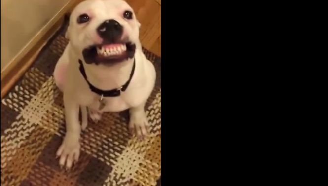 Cel mai fericit câine din lume a devenit faimos pentru zâmbetul său VIDEO
