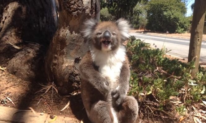 Un pui de Koala care plânge ca un copil a impresionat milioane de oameni