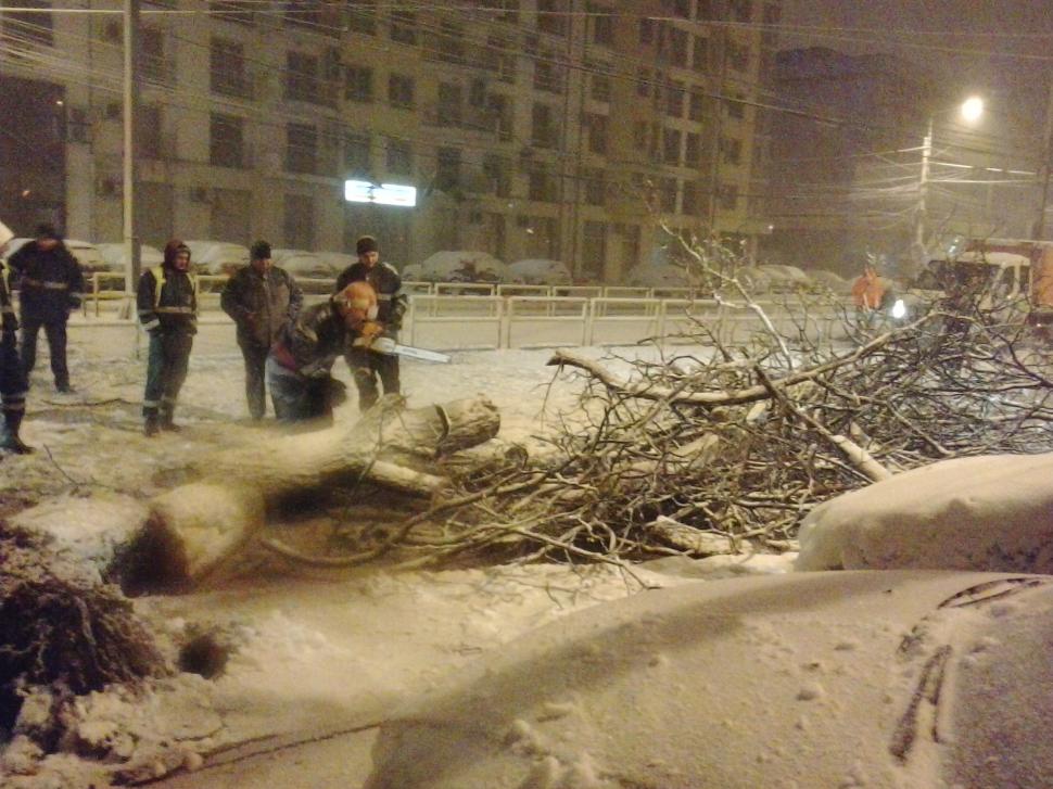 FOTO. Copac căzut pe strada Turda, din Capitală 355832