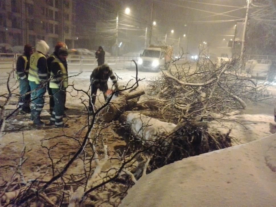 FOTO. Copac căzut pe strada Turda, din Capitală 355833